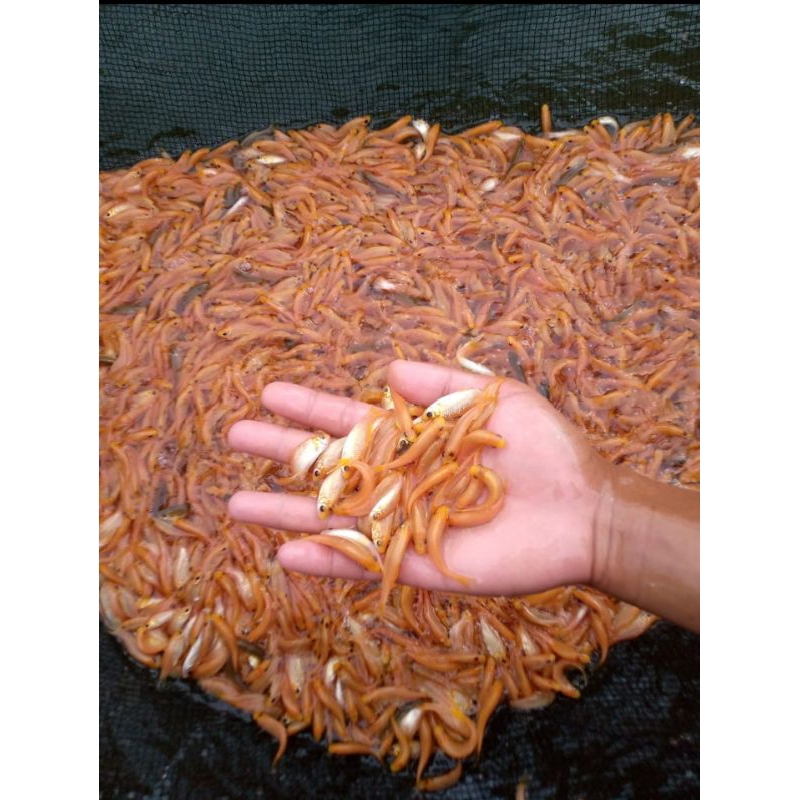bibit ikan terapi paket 50 +5 ekor