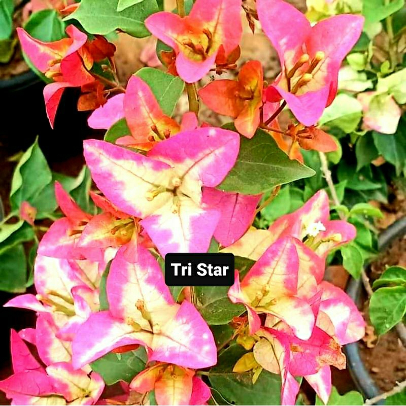 Bunga Bougenville TriStar Ori (Jenis Koleksi)