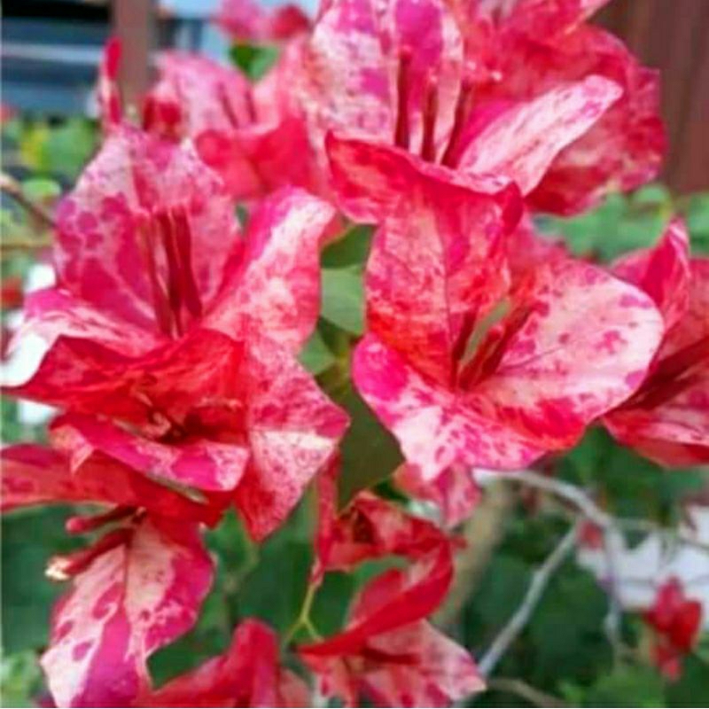 Bunga Hias Bougenville Kristina Tiger Ori (Jenis Koleksi)