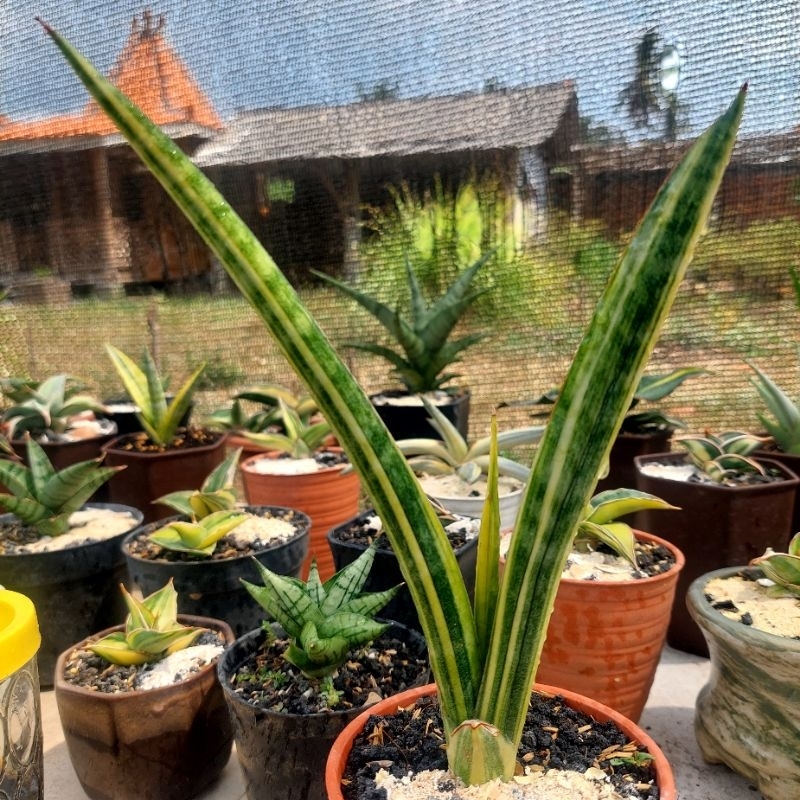 tanaman hias sanseviera HYBRID PERKO VARIGATA (personi x koko) sansevieria sansevera sanseviera sans