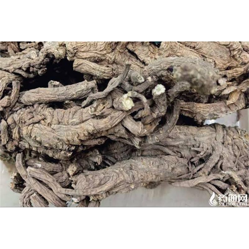 

300 G GR GRAM 独活条 DU HUO TIAO DOUBLETEETH PUBESCENT ANGELICA ROOT