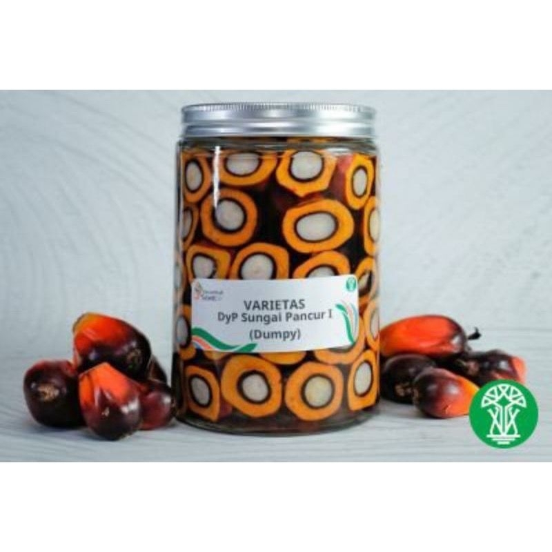 BIBIT BENIH KECAMBAH SAWIT BIJIAN DXP PPKS MAREHAT DUMPY UNGGUL ORIGINAL