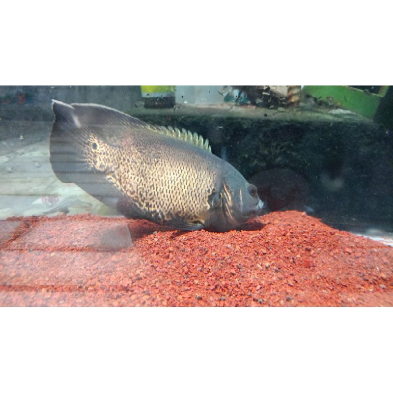 oscar tembaga 3,5 jarian