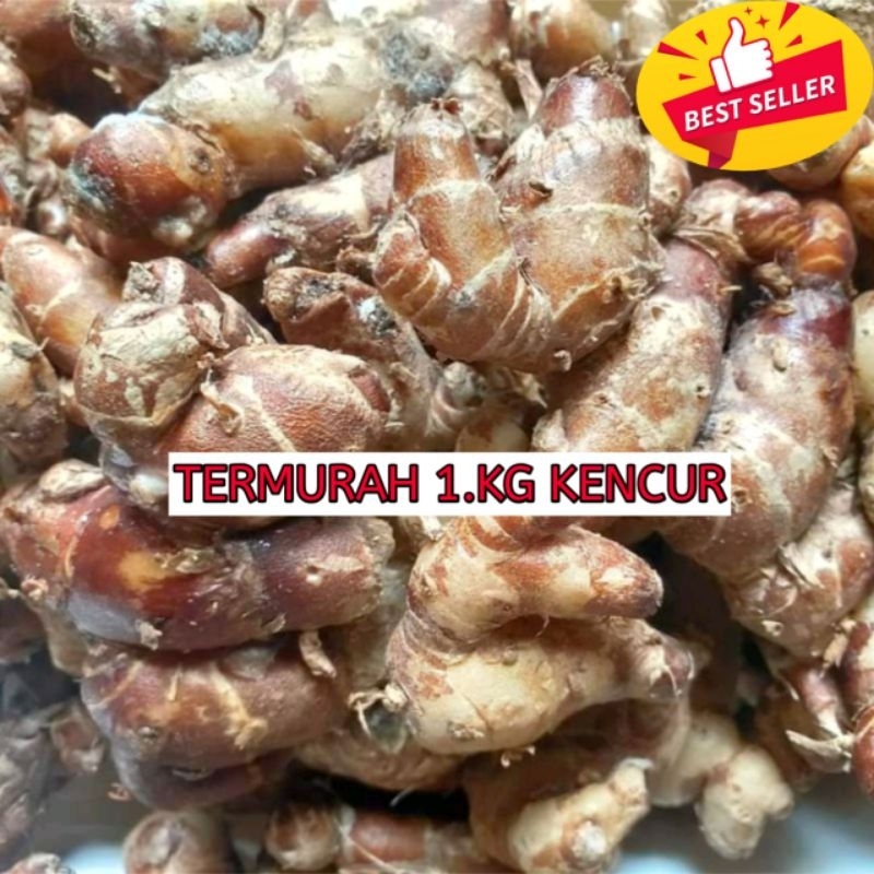 

Kencur tua segar 1kg bahan seblak kencur harum berkualitas
