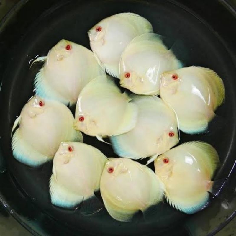 Aksesoris Albino Platinium Discus Aquarium