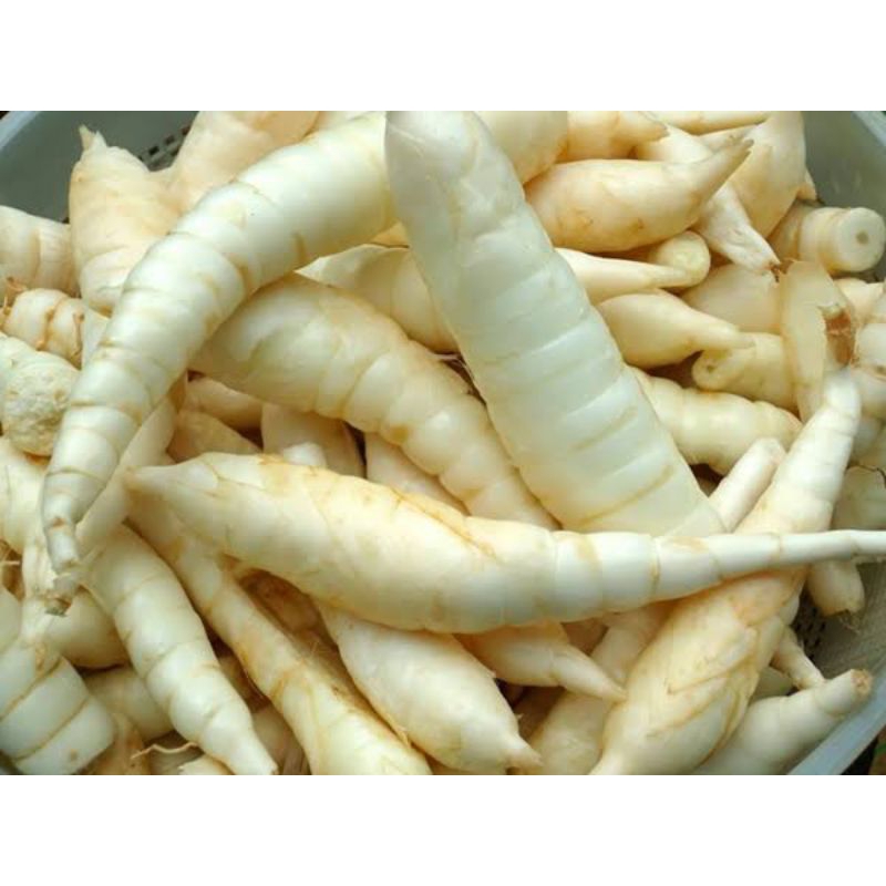 

umbi garut fresh segar 1kg
