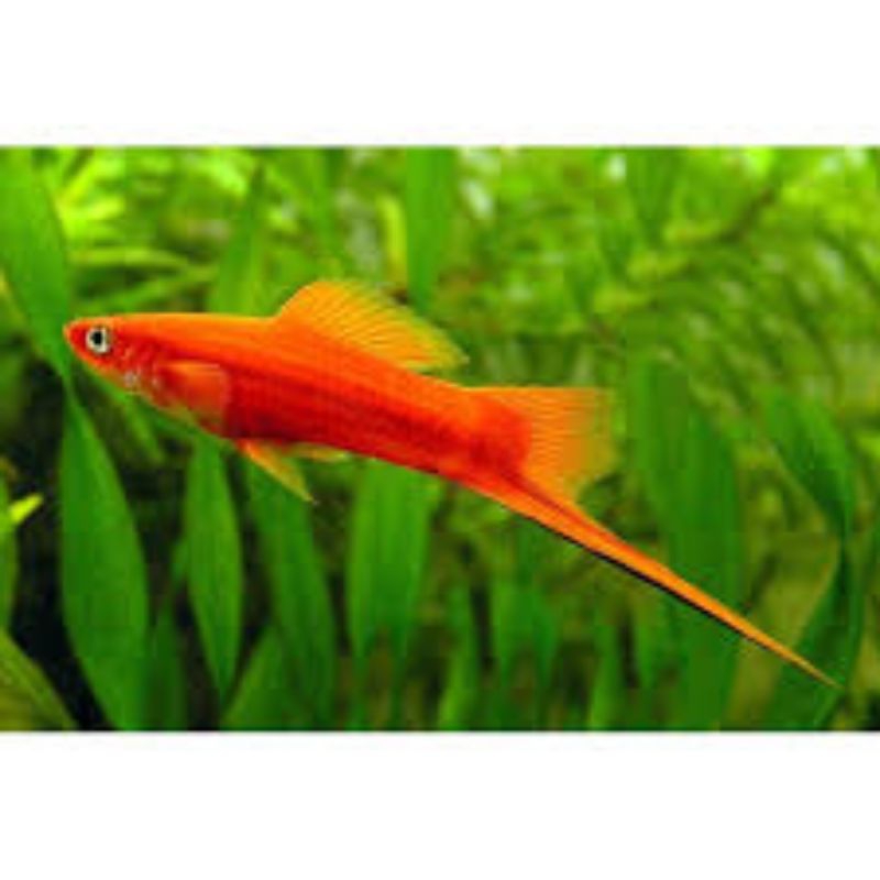 

Stiker platy guppy marble random 10e