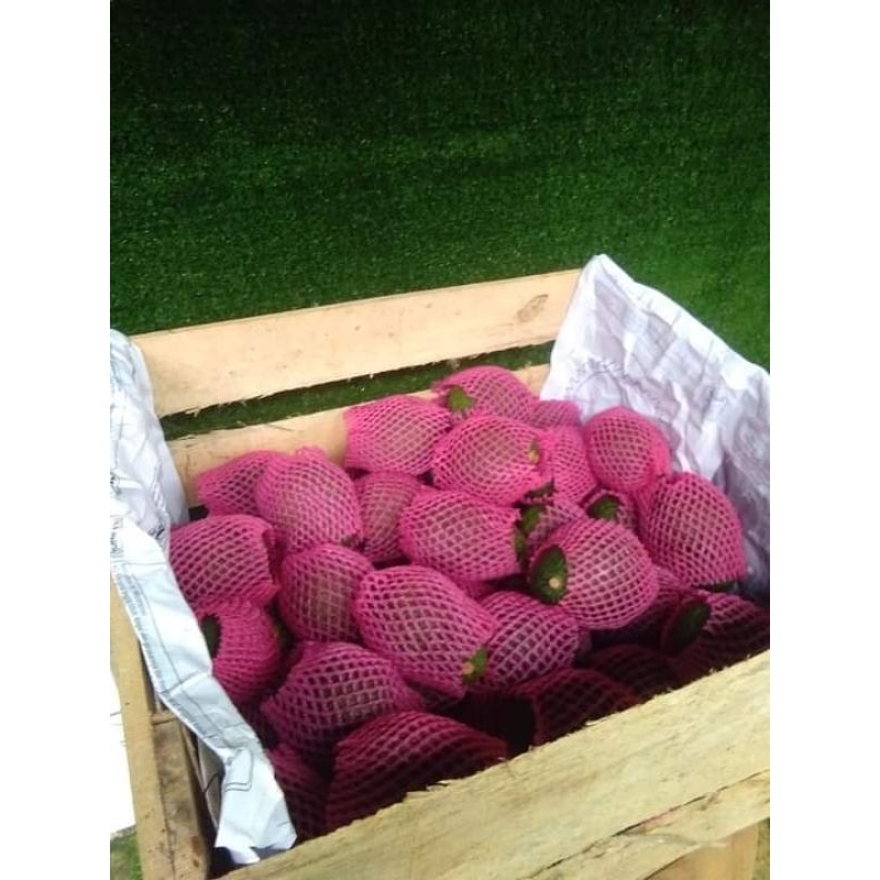 

packing extra alpukat