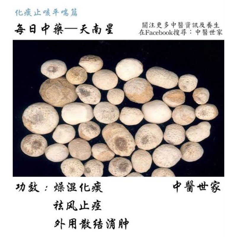 

300 G GR GRAM 南星只 TIAN NAN XING ZHI ARISAEMA HETEROPHYLLUM