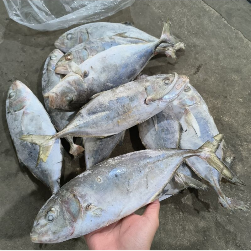 

Ikan Kuwe Lilin 1kg