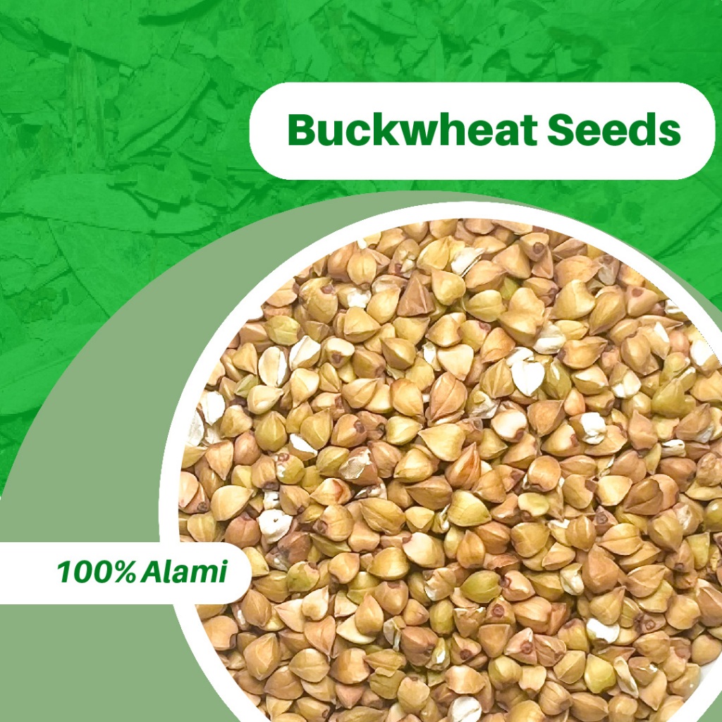 

1KG BUCKWHEAT SEEDS ASLI 100%