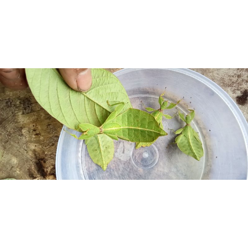 belalang daun phyllium jacobsoni hidup