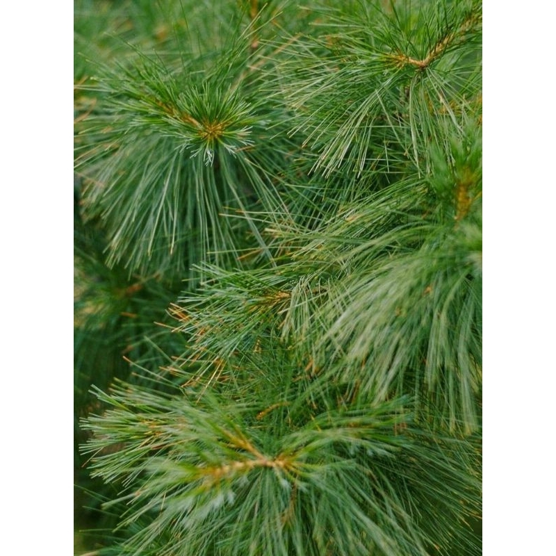 

daun pinus segar siap ready 500 gram/1 kg