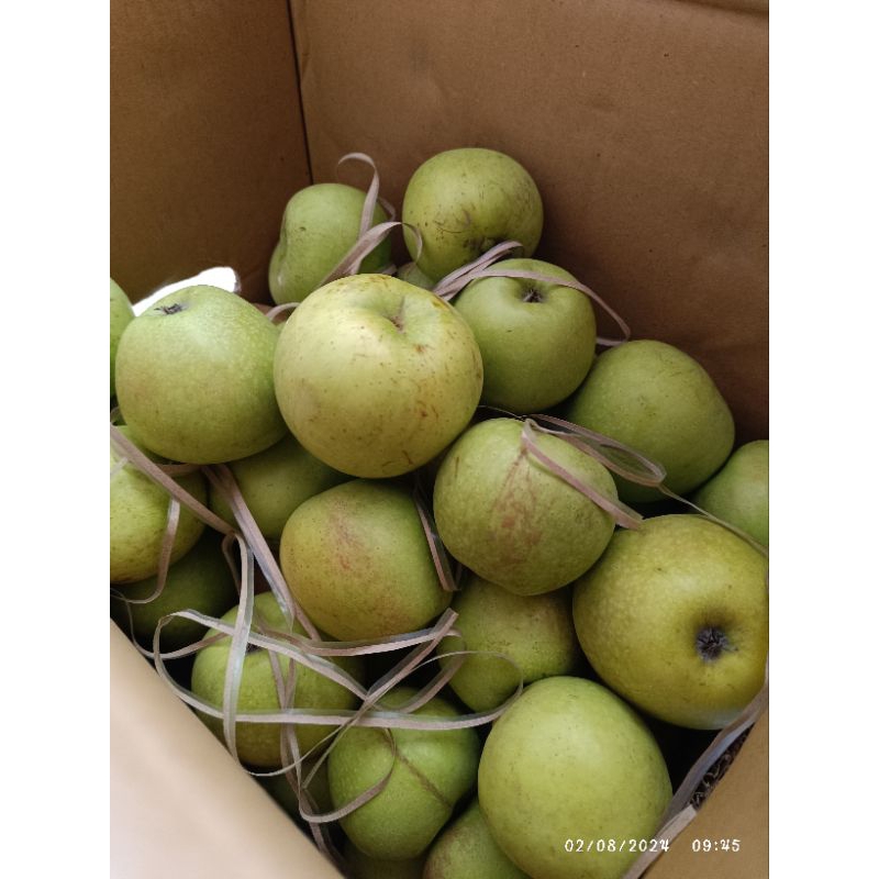 

Apel manalagi 2 kg jaminan besar dan manis