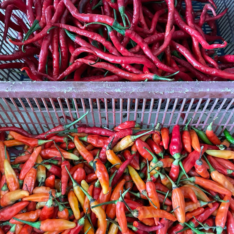 

Cabe Campur Merah Keriting + Rawit Merah [INSTAN ONLY]