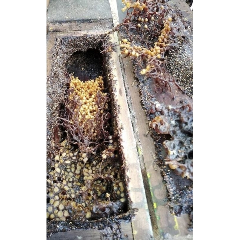 Koloni lebah trigona / klanceng / teuweul, jenis Leavicep sudah mapan