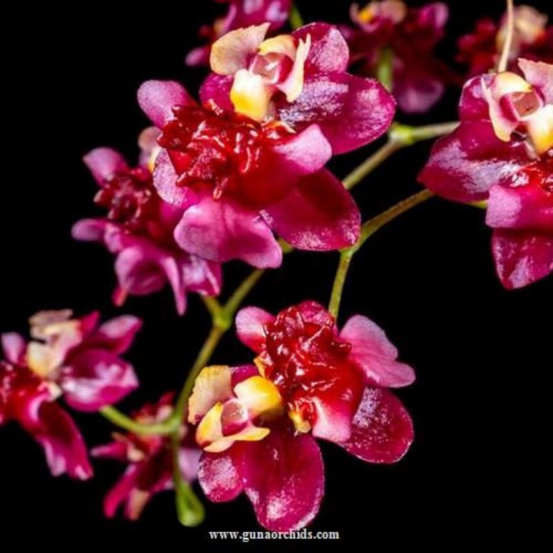 anggrek Oncidium twinkle rossi