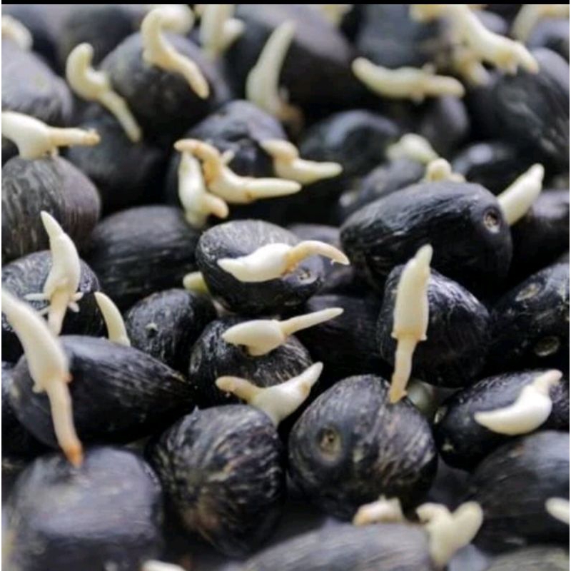 Harga Per Biji Benih Bibit Kecambah Sawit SOCFINDO original SERTIFIKAT