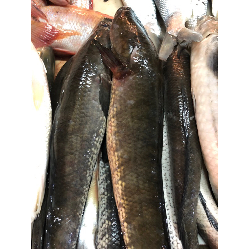 

IKAN GABUS FRESH 1kg ( po sehari sebelum)