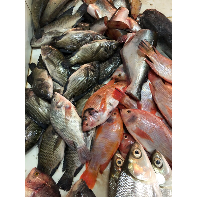 

IKAN NILA HITAM DAN MERAH 1kg
