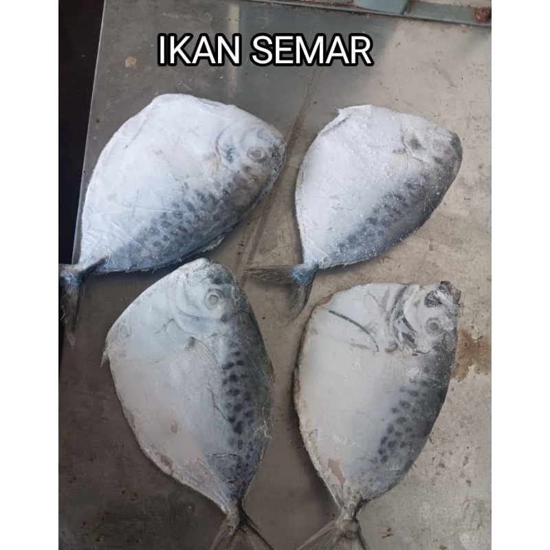 

IKAN SEMAR 1KG