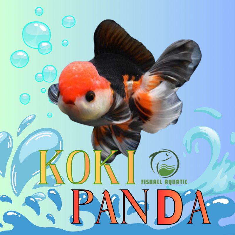 Fishall aquatic | Koki panda size besar / indukan genetik berkualitas warna pekat - ikan hias air ta