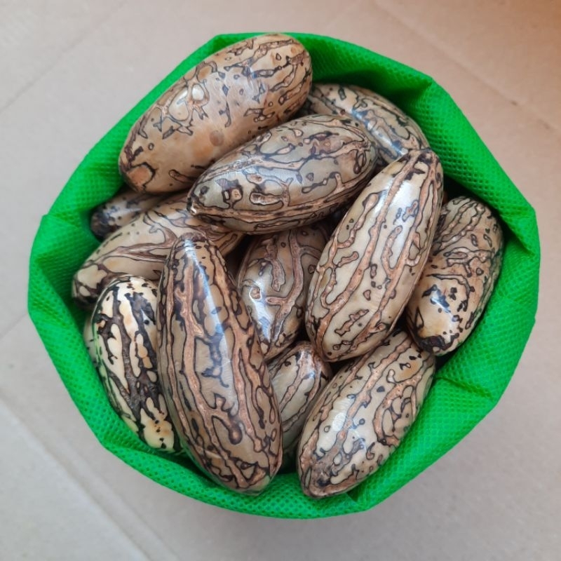 Biji Oud Sholib impor Mesir Asli Maroko