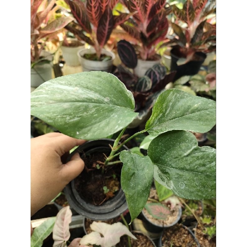 Epipremnum sp merapi (Khusus Pulau Jawa dan Bali)