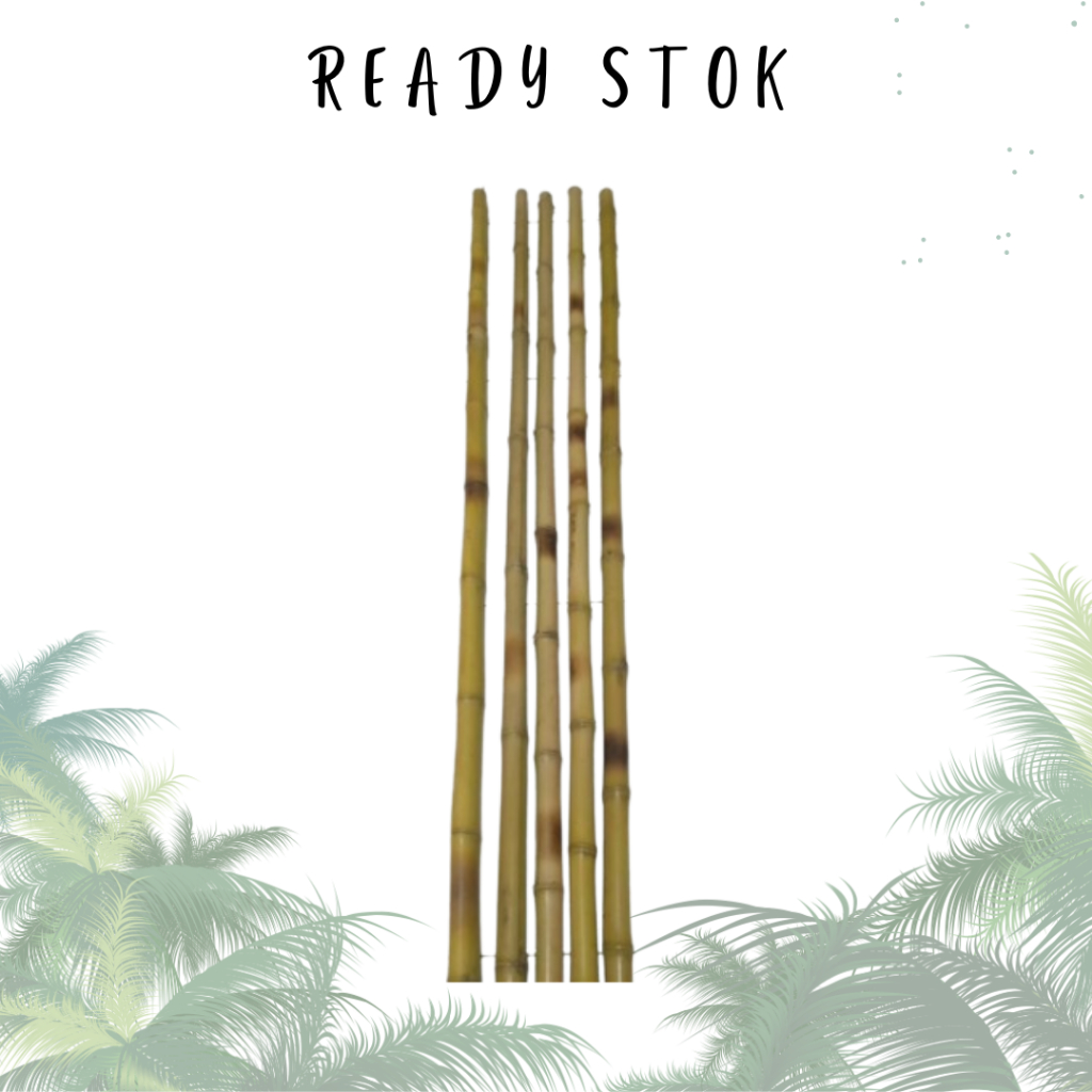 Tongkat Pramuka Bambu Cendani 160cm (PCS)