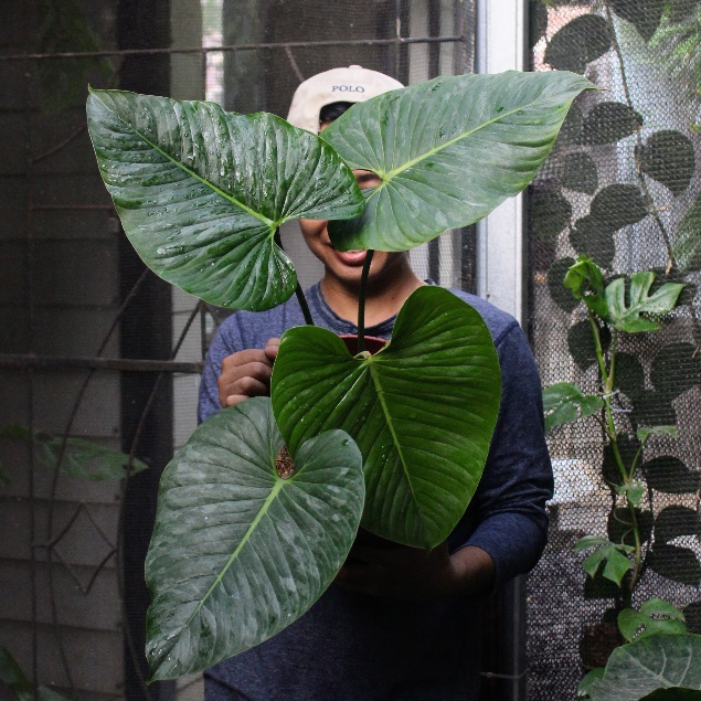 Philodendron Sodiroi Tanaman Hias Fest Garden