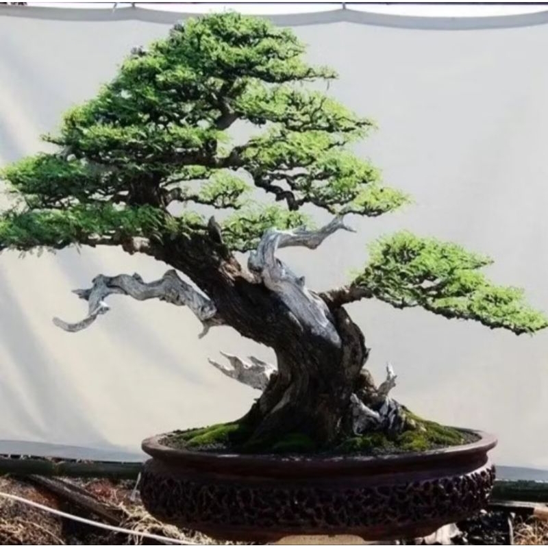 BIJI BENIH POHON ARABIKA / KLAMPIS HITAM  - BAHAN BONSAI - ISI 20 BUTIR
