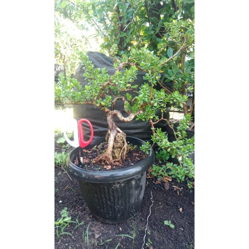 Bonsai Santigi Mawar Micro On The Rock/ Bonsai Santigi Mawar Micro OTR