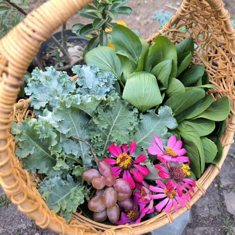 

Kale Organik 200gr (100% tanpa Pestisida kimia)