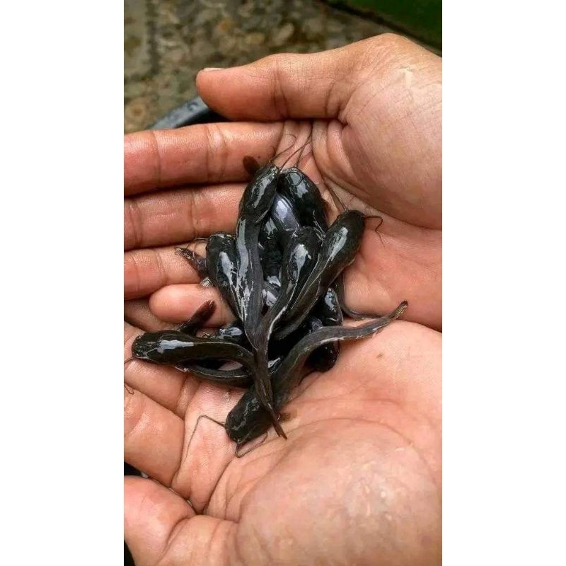 Bibit Lele sangkuriang