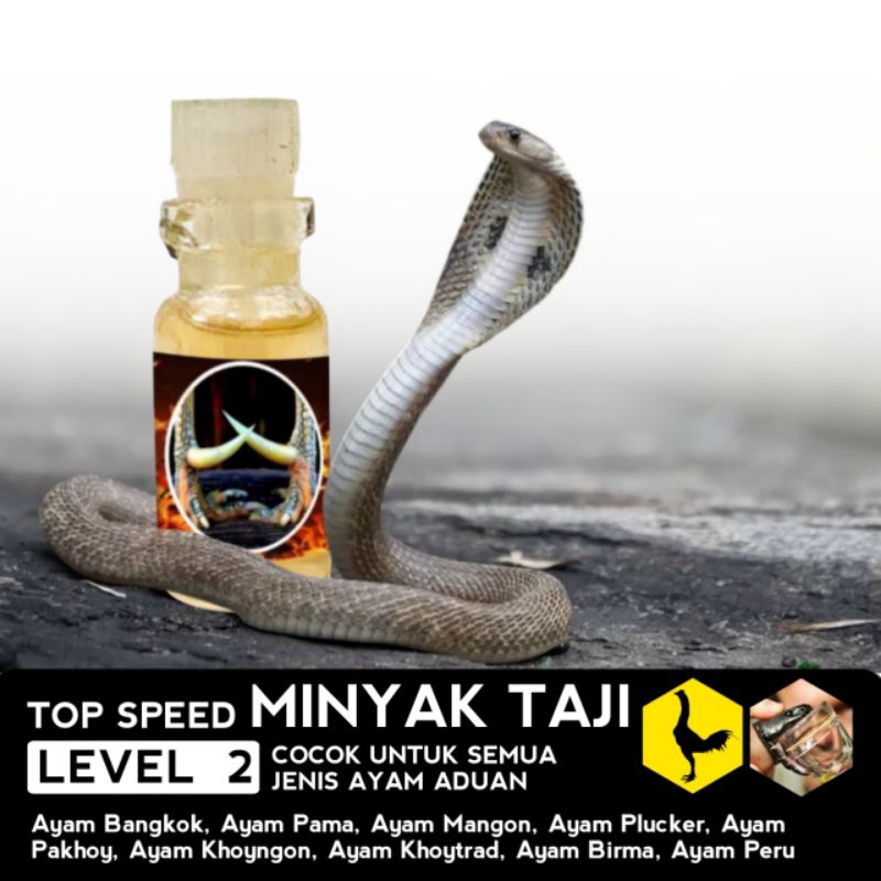 Racun Ayam Paling Ampuh Minyak Taji