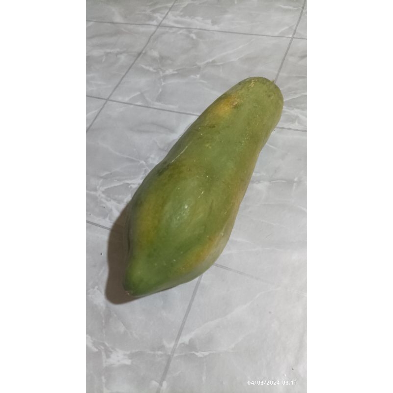 10 biji Benih Pepaya panjang / Pepaya Kaca ----------------- + ------------ -------- ------------+++