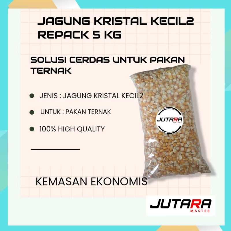 jagung kristal pakan burung merpati burung dara burung pos