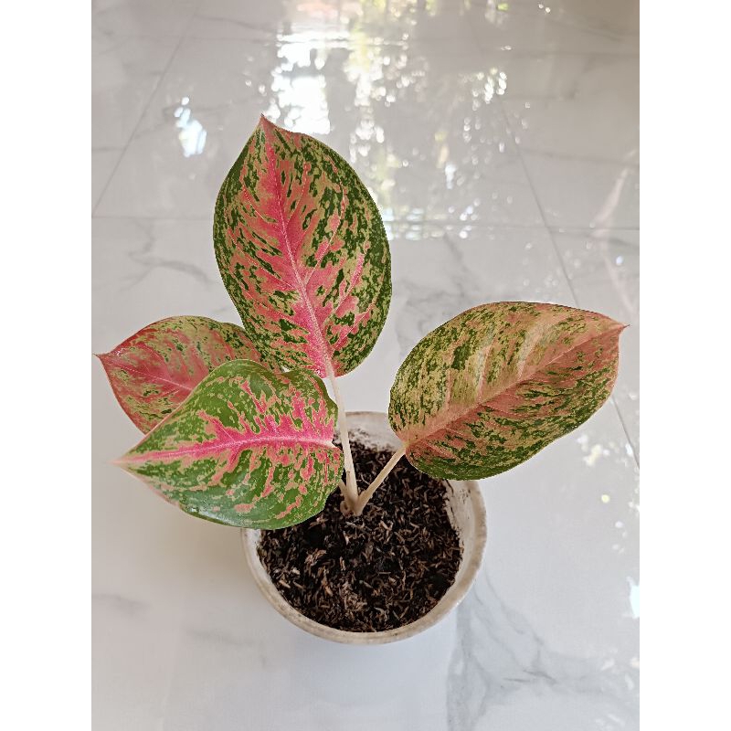 Aglonema Big Papa / big papa