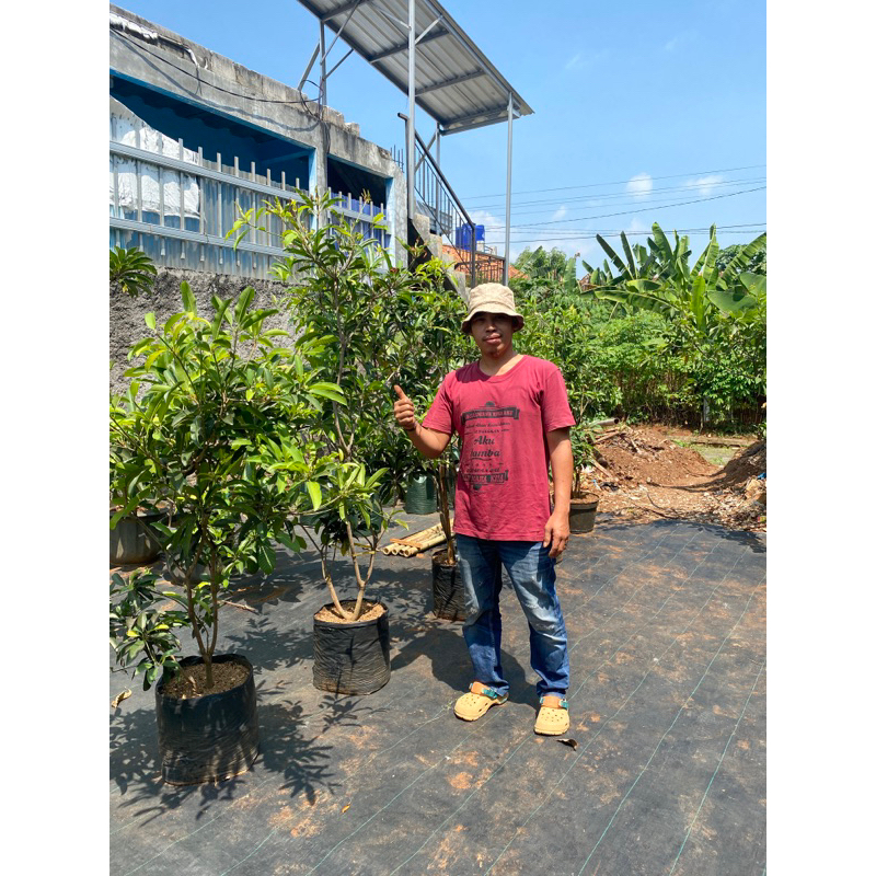 SAWO ALANO EMINA GARDEN