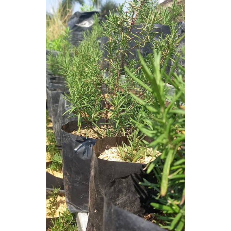 Oppashop_ Bibit Tanaman Rosemary Bibit Rosemary Sudah Rimbun