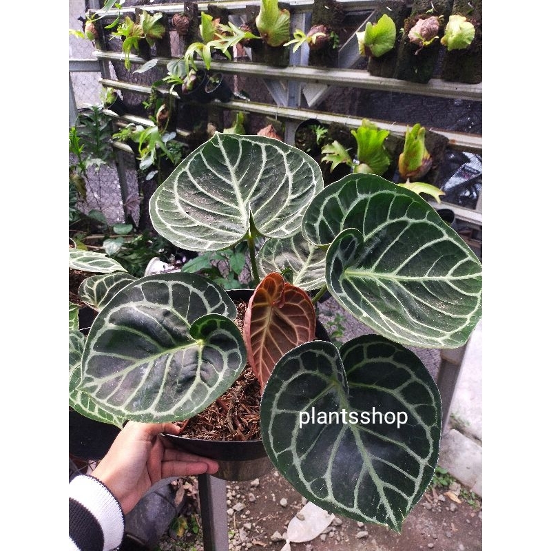 KUPING GAJAH MANGKOK - KUPING GAJAH DORAYAKI HYBRID - ANTHURIUM MANGKOK