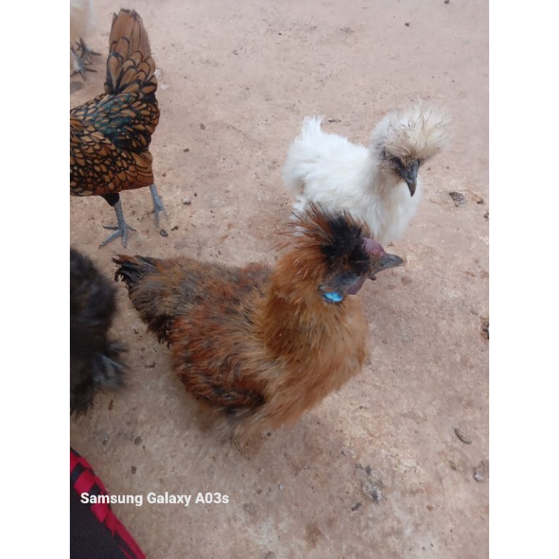 

telur tetas ayam silkie / ayam silky fertil
