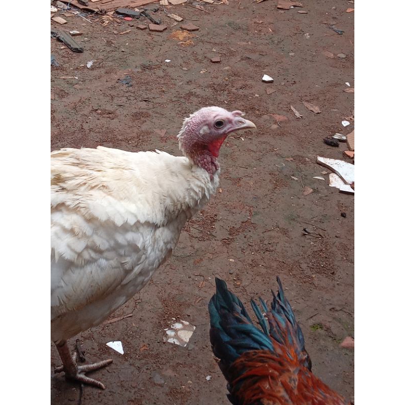 

telur tetas ayam kalkun fertil untuk di tetas kan