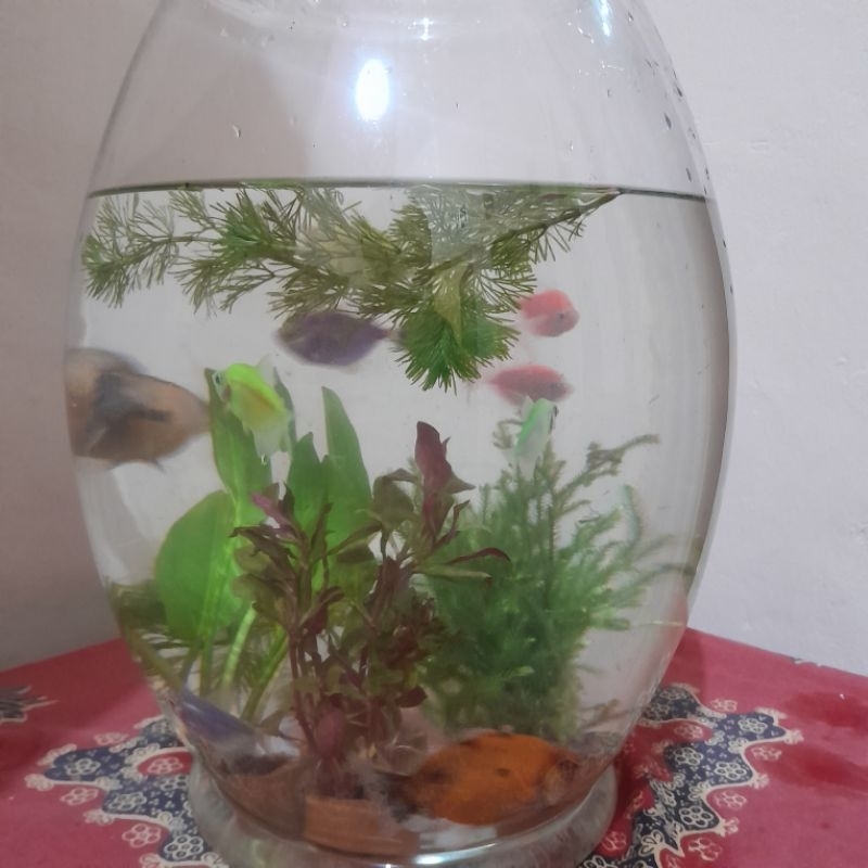 aquarium bekas