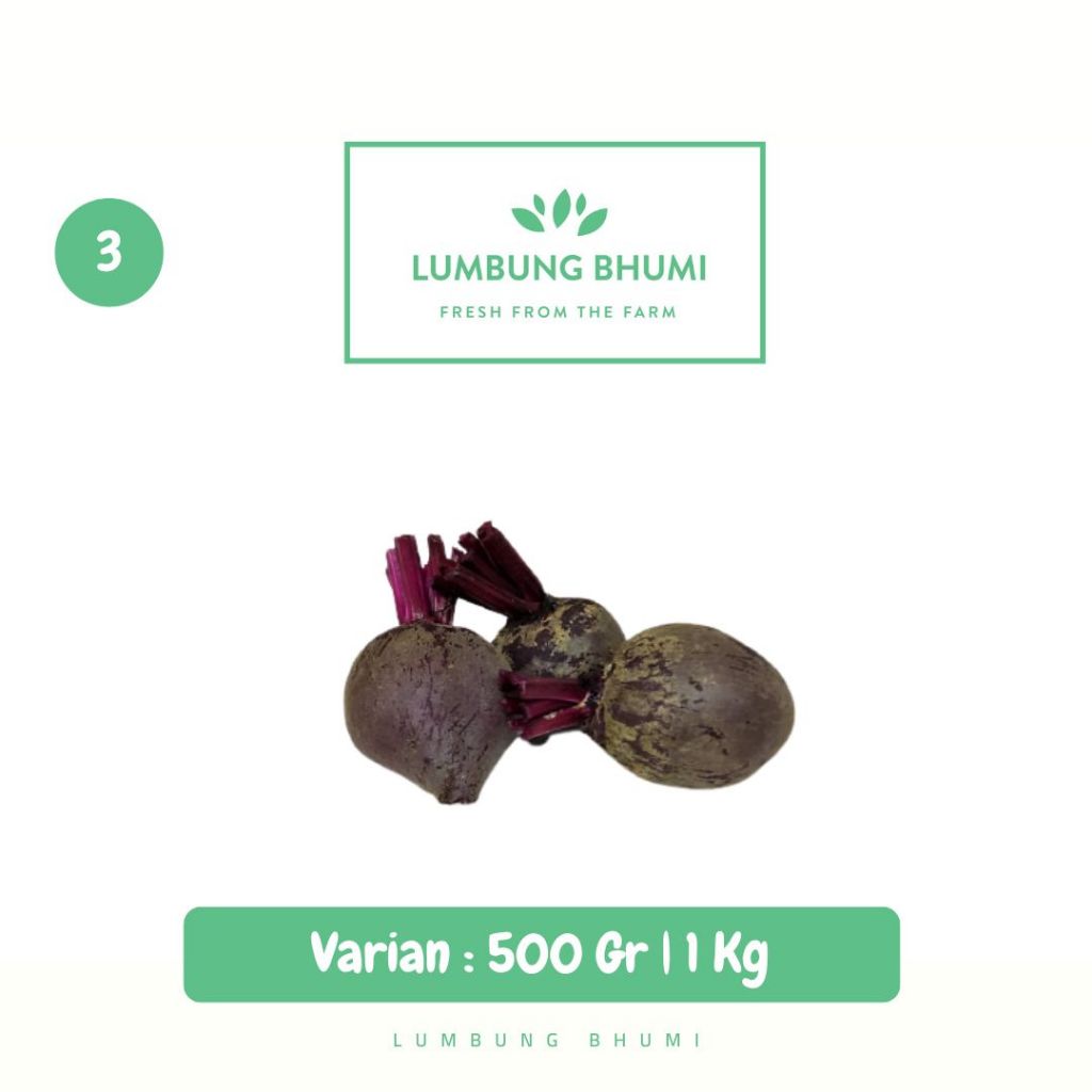 

Buah Bit Root Sayur - Lumbung Bhumi