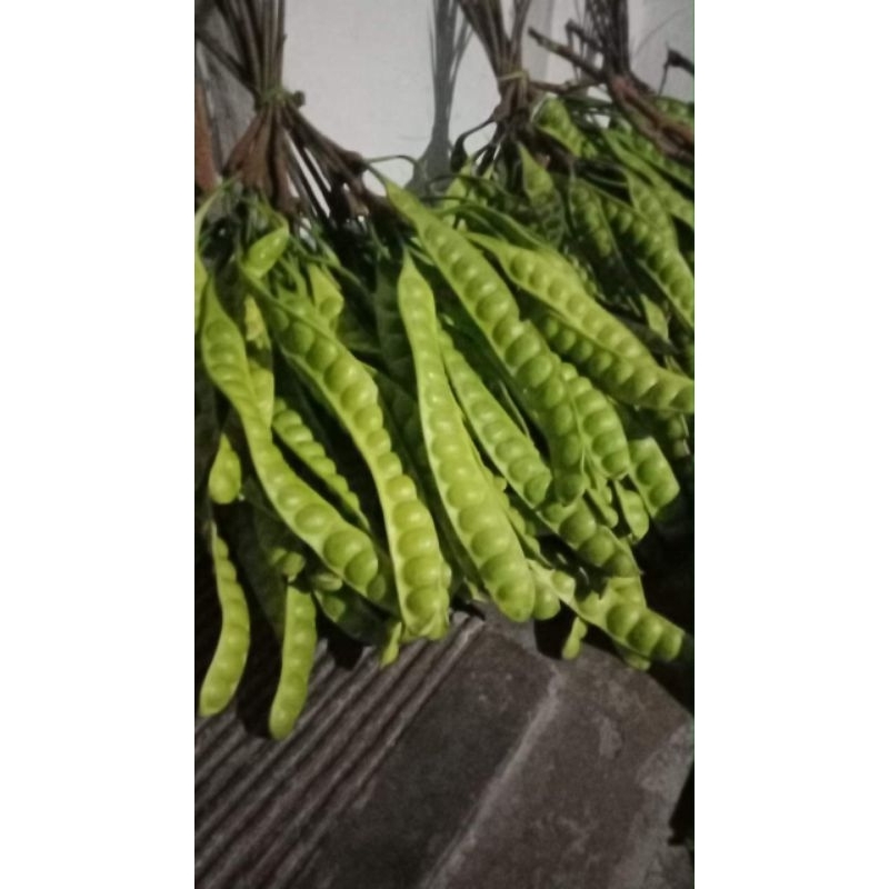 

satenaga PETE FRESH Lonjoran