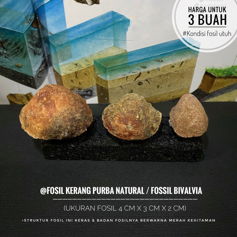 Fosil Kerang Merah Purba B17 atau Fossil Bivalvia atau Fosil Kijing atau Fosil Keong atau Fosil Temu