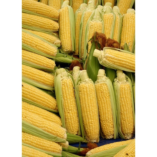 

Jagung