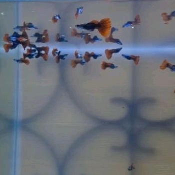 Indukan muda Guppy  PRTDE murah berkualitas GARANSI DOA