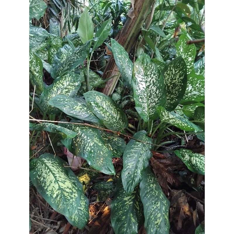 tanaman beras tumpah / beras kutah / agloenema/ sri rejeki